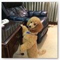 Album 12
Blake just got his haircut and the groomer said I was pretty good!