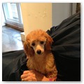 Album 12
Lily at the hairdresser