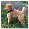 Album 12
We are so happy for the young couple and the puppy. Thanks so much for letting us know & sending the pic. Blake continues to wrap us around his paw. Lol. He is soooo smart & learns so quickly!!! Be assured we will train him right.