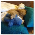 Album 12
The pup was fantastic in the car today! He settled right in and acted like a veteran traveler on the 3 hr ride. Below is a picture of him on the couch. Apparently he didnt get enough sleep in the car!
