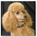Album 13
Hi Barbara,
Here is Mr. Blake at 1 year. He continues to entertain us every day. He is so smart and learns so quickly.
Hope all is well with you and Barclay Poodles.
Everett & Brenda