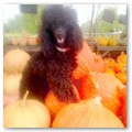 Album 13
Josie in the pumkin patch