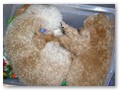 Album 5
This is Kiwi and his new brother Cocoa sound alseep in a storage box.