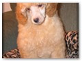 Album 5
Cute Puppy!