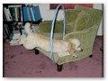Album 5
Barclay Lyca poodles love agility too. This is Daisy going through a hoop.