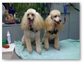 Album 5
Pretty picture of Lexi and Zoe. Lexi was a rescue and found a great home with Carol and Mary. They loved the poodles so they got Zoe and they are one happy family.