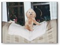 Album 5
Mitzi waiting on her dad.