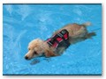 Album 5
Barclay Lyca puppies like to swim too! This is Peaches.