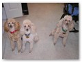 Album 5
These are Shirley's girls, Abby, Ashley and Molly Chip.