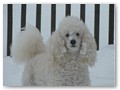 Album 6
This is Bentley, Triscuit's brother, enjoying the snow