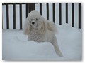 Album 6
This is Bentley, Triscuit's brother, enjoying the snow