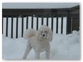 Album 6
This is Bentley, Triscuit's brother, enjoying the snow