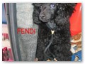 Album 6
Fendi