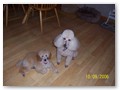 Album 6
This is Harley and Remi are owned by Marlyn and Joe Scarpa.