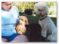 Album 7
This is Marilyn (the poodle puppy) with her new human 'mom', Sally. Marilyn's new family also includes two other dogs and a 12 yr old girl to make her life complete.