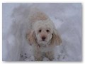 Album 7
My grandson's dog, Pixel, enjoying the snow