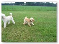 Album 8
Baby Aidan with Maddy walking off, Daisy's poodles