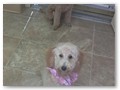 Album 8
Barclay and Summer freshly groomed and looking good