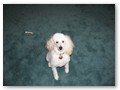 Album 8
Hello Barb, I thought you would like a picture of Bentley. He will be 4 years old on November 20th. Bentley is doing great we all take great care of him. Don Drasba