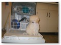 Album 8
Brandon on the dishwasher