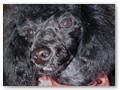 Album 8
Buddy is making a differance in their life's, now they know what Poodles are about.
