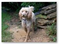 Album 8
Here's Harpo taking a mud bath and looks so innocent , like 