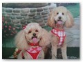 Album 9
Bianca and Bentley