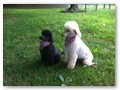 Album 9
Mini is Lilly, the toy is Dillon.
They belonging to Tom and Maryann Mesmer. They do agility and obedience.