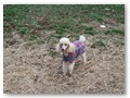 Album 9
Maryann's and Tom's Lilly, she goes hiking, camping and agility Lilly also has her CGC title