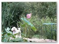 Album 9
Lilly stands watch over the Koi fish in her pond. She's doing great Barbara
We adore her 
soon to be 7 years