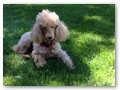 Album 9
Hi Barbara,
I just wanted to drop you a note to share with you a photo of Kayla who will celebrate her 17th birthday tomorrow.
She is in good health and still has occasional spunk.
What's the oldest one of your dogs have lived to?
Hope all is well with you and thanks again for giving us such a great dog!
My kids have grown up with her and can't even imagine life without her they are 18 and 21 now
Fondly,
Karin Goldstein