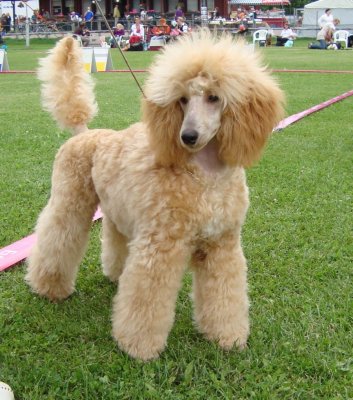 akc miniature poodle puppies for sale miniature and poodles breeder with akc poodle puppies for sale breeds picture akc miniature poodle puppies for sale miniature and poodles breeder with akc poodle puppies for sale breeds picture