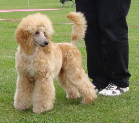 akc miniature poodle puppies for sale miniature and poodles breeder with akc poodle puppies for sale breeds picture akc miniature poodle puppies for sale miniature and poodles breeder with akc poodle puppies for sale breeds picture